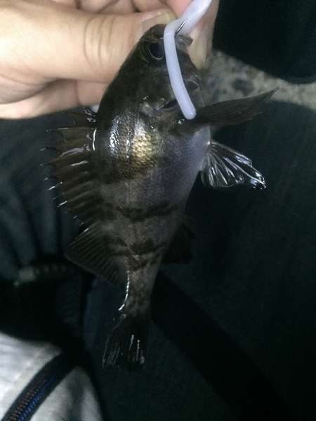 梅雨メバルなのにロリメバル